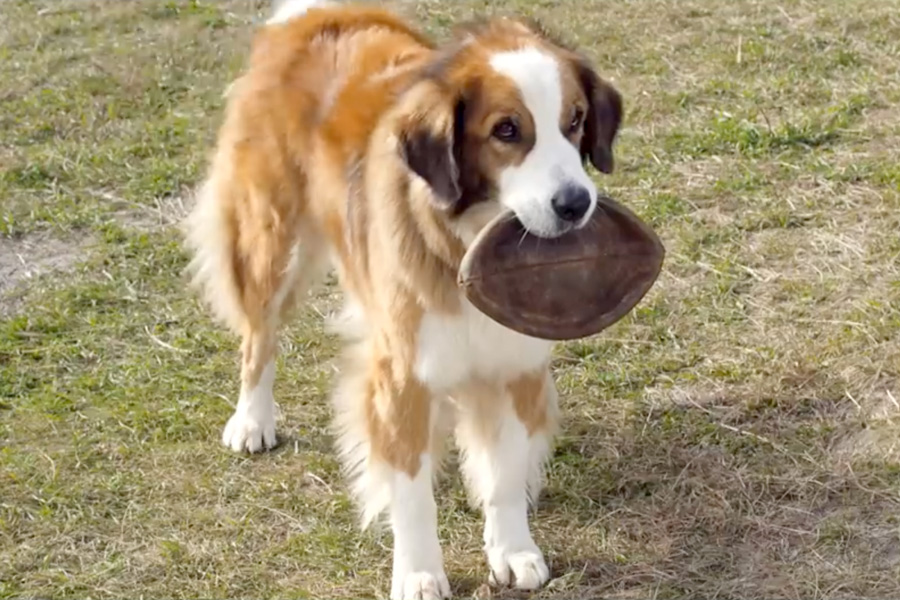 A Dog’s Purpose, Week 1