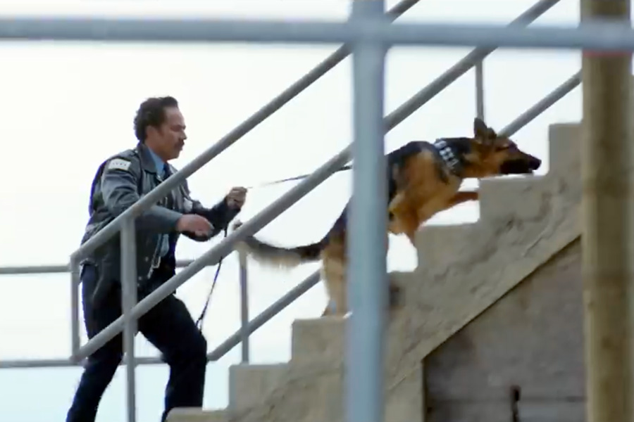 A Dog’s Purpose, Week 3