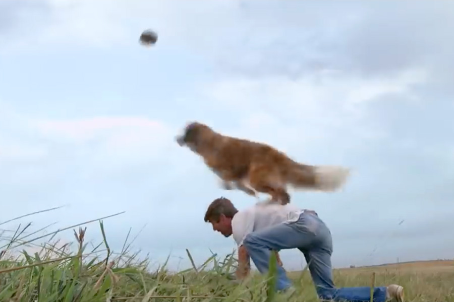 A Dog’s Purpose, Week 4