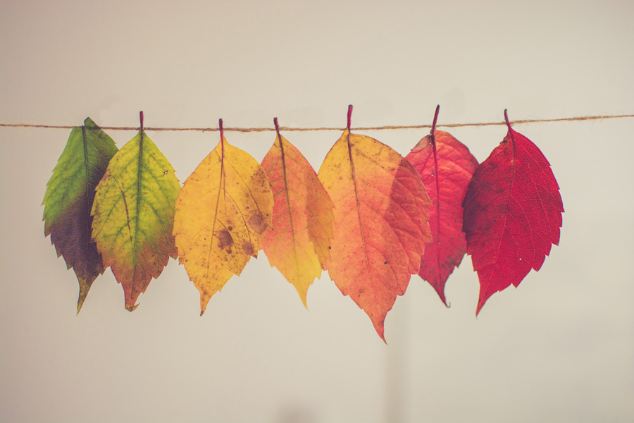 Letter from the Director: Autumn Changes