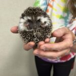 Erica Carlson holding Sedgie the hedgehog