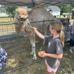 girl feeding camel