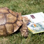 turtle reads a book