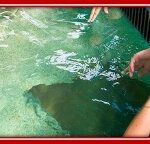 girl pets stingray