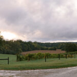 winery vineyard landscape
